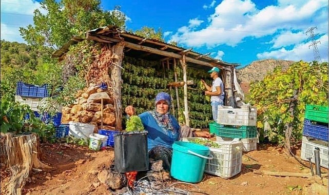 Karaman'da organik çerezlik kış için hazırlanıyor