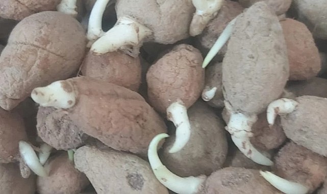 Karaman'da salep yetiştirme denemeleri başladı