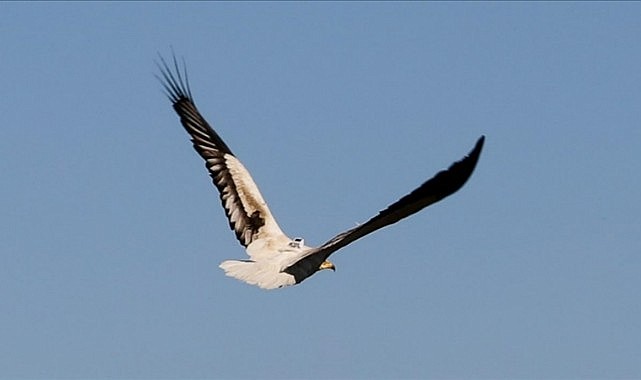 Küçük akbabaların 174 bin kilometreyi aşan göç yolculuğu vericiyle takip edildi