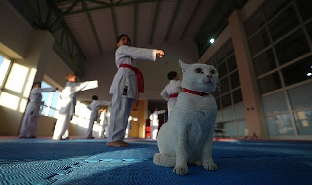 &quot;Karate Cat&quot; antrenmanların neşe kaynağı oldu