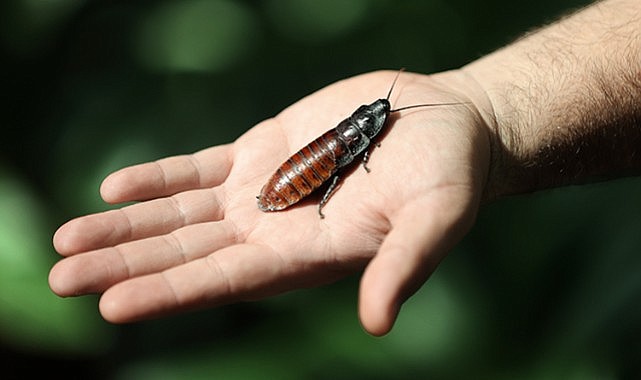 "Tıslayan böceğin" sesini duymak isteyenler Konya'ya gidiyor