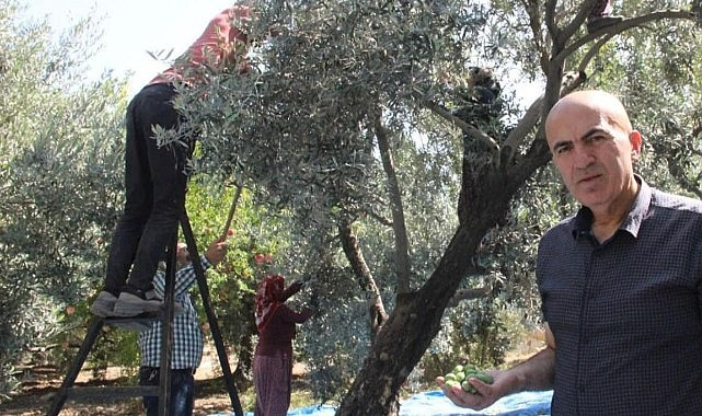 Karaman&#039;da yeşil altın hasadı devam ediyor