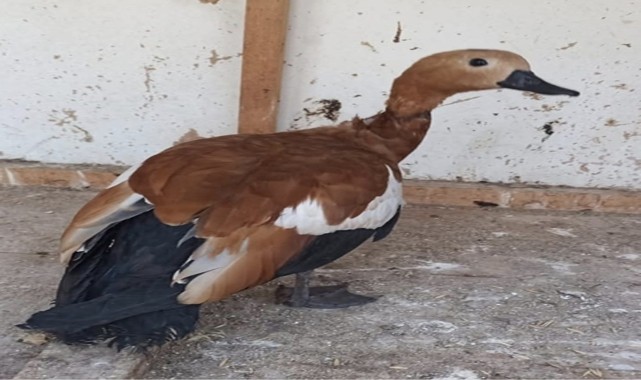 Beypazarı&#039;nda sokakta bulunan angut kuşu korumaya alındı