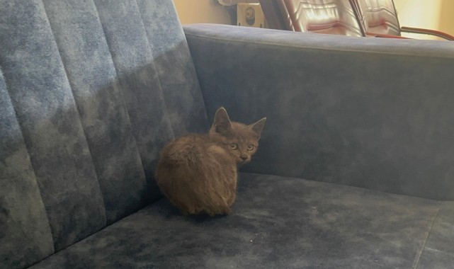 Erzurum&#039;da aracın altına giren kedinin 850 kilometrelik yolculuğu Çankırı&#039;da son buldu