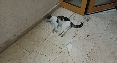 Karaman Belediyesi el attı