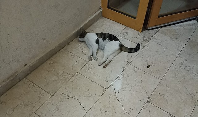 Karaman Belediyesi el attı