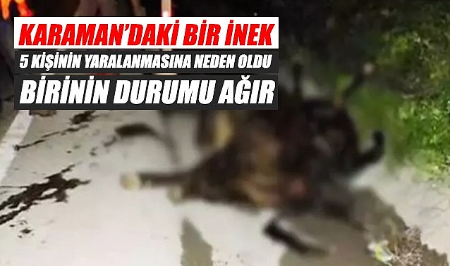 Karaman&#039;daki bir inek 5 kişinin yaralanmasına neden oldu