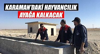 Karaman'daki hayvancılık ayağa kalkacak