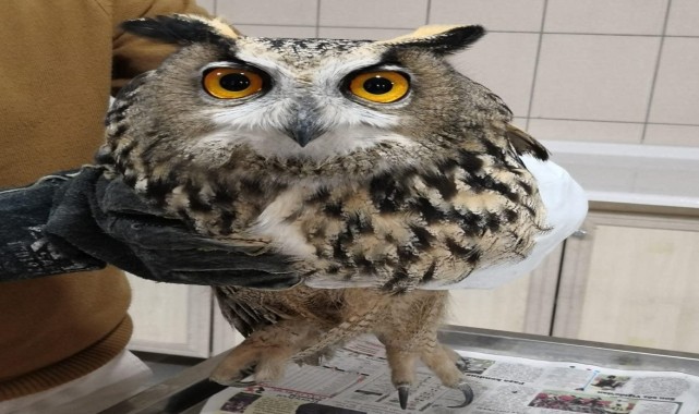 Kırşehir&#039;de yaralı puhu kuşu korumaya alındı