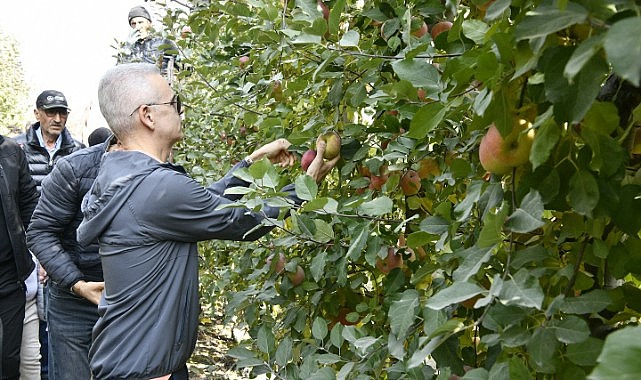 Vali Çiçekli elma hasadına katıldı