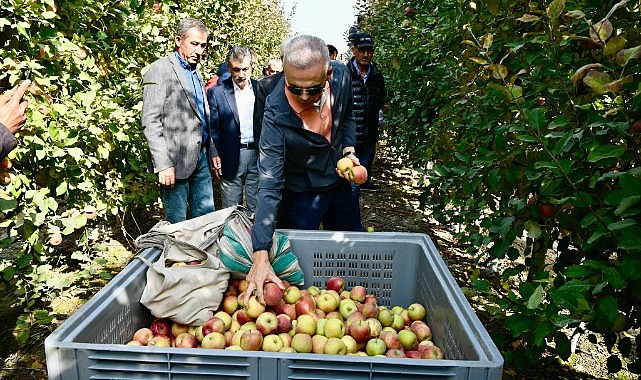 Vali Çiçekli elma hasadında