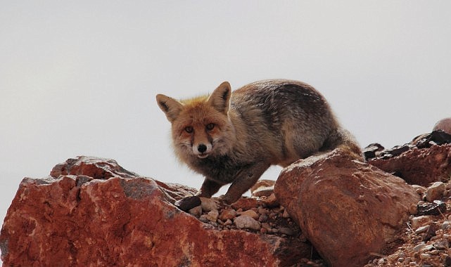 Yaban hayatının zeki ve çevik avcısı Karaman&#039;da