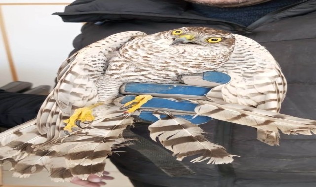 Yaralı halde bulunan atmaca tedavi edilecek