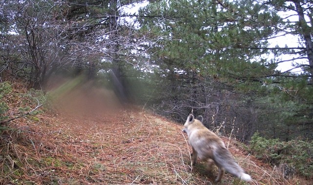 Çankırı'da ormanlık alanda sansar, tilki ve tavşan, yiyecek ararken görüntülendi