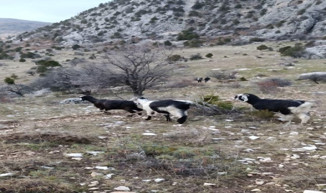 Derebucak&#039;ta sarp kayalıklarda mahsur kalan keçiler kurtarıldı