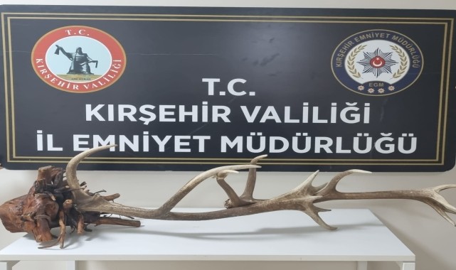 İnternetten kızıl geyik kafası satmak isteyen şüpheli yakalandı