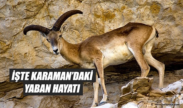 İşte Karaman yaban hayatının ev sahipleri