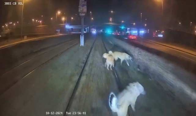 Kayseri&#039;de raylara bağlanan köpek vatmanın dikkati sayesinde kurtarıldı
