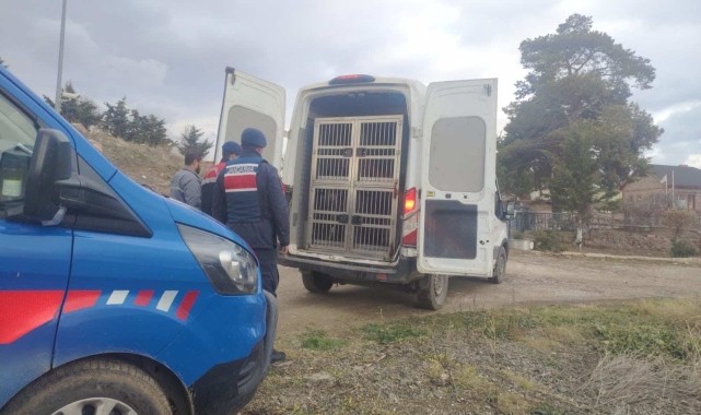 Kırıkkale&#039;de köpek dövüştüren 2 kişiye 12 bin 850 lira ceza verildi