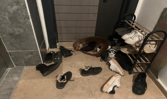 Sivas&#039;ta apartmana giren su samuru doğal ortamına salındı