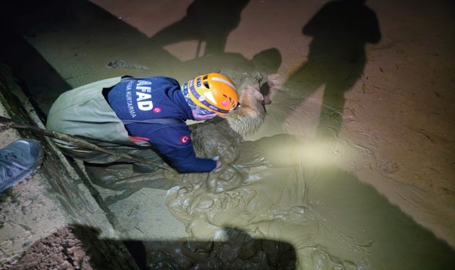 Eskişehir'de çukura düşen köpek kurtarıldı