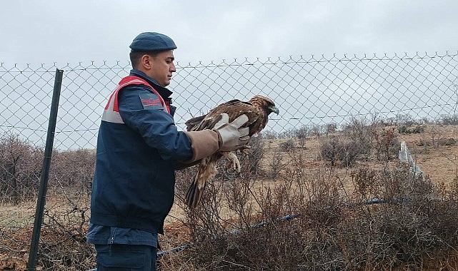 Karaman&#039;da yaralı Kızıl Şahin tedavi altına alındı