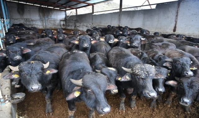 Kayseri&#039;de yetiştiricilere yüzde 50 hibeli manda desteği