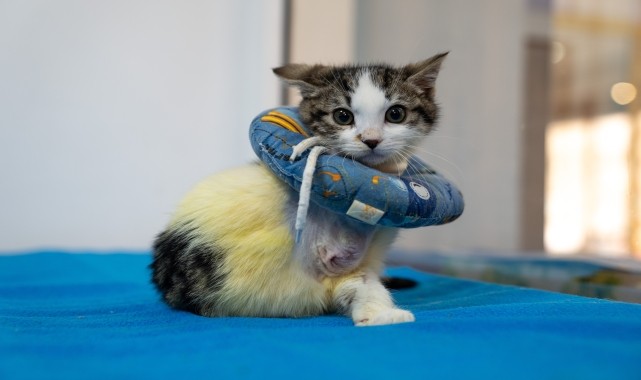 Aracın kaputuna sıkışan yavru kedi &quot;Mucize&quot;, yaşamını iki patisiyle sürdürüyor