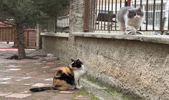 Çankırı&#039;da bir apartmanın bahçesi sahipsiz kedilerin yuvası oldu