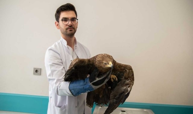 Konya&#039;da bulunan yaralı kaya kartalı tedavi ediliyor