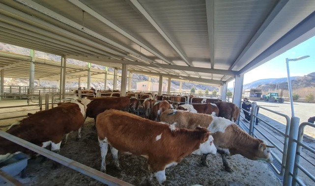 Nallıhan Belediyesi üreticiye gebe düve desteğinde bulundu