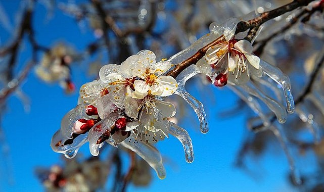 Karaman&#039;da zirai don alarmı