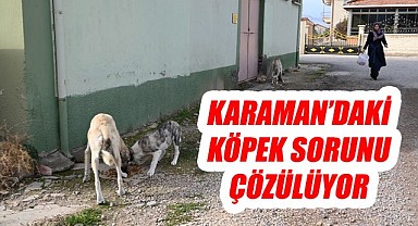 Karaman'daki sokak hayvanları sorunu çözülüyor