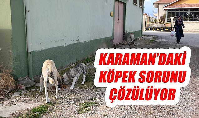 Karaman&#039;daki sokak hayvanları sorunu çözülüyor