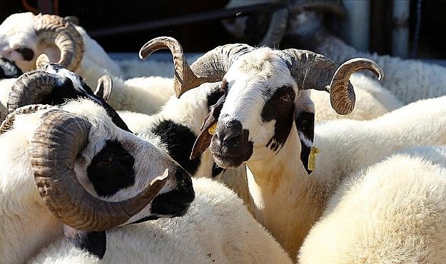 Karaman DKKYB&#039;den yetiştiricilere kritik uyarı