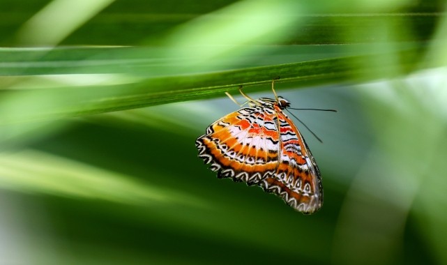 Konya Tropikal Kelebek Bahçesi 10 yılda yaklaşık 4 milyon ziyaretçiyi ağırladı