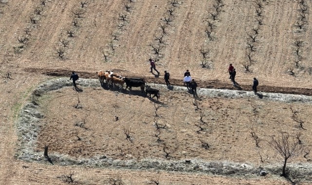 Nevşehir'de büyükbaş hayvan hırsızlığı yaptıkları iddiasıyla 2 şüpheli yakalandı