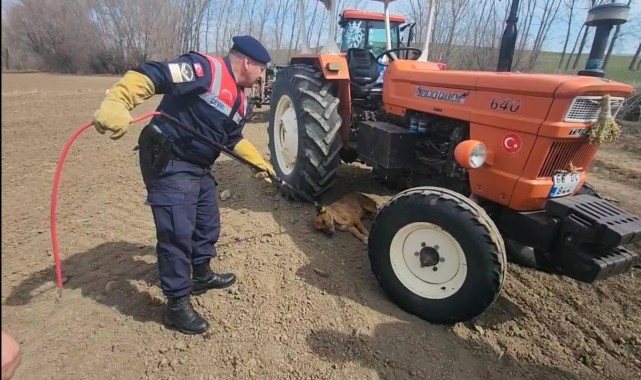 Yozgat&#039;ta jandarmanın yaralı bulduğu sahipsiz köpek barınağa teslim edildi
