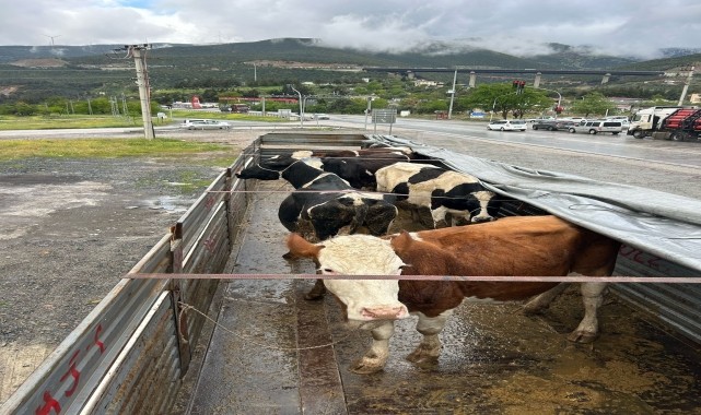 Aksaray&#039;da hayvan hırsızlığına karışan 2 şüpheli tutuklandı