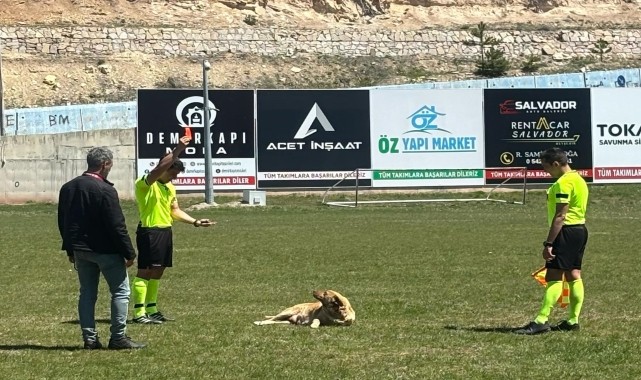 Amatör maçta hakem sahaya giren köpeği kırmızı kart gösterip dışarı çıkardı