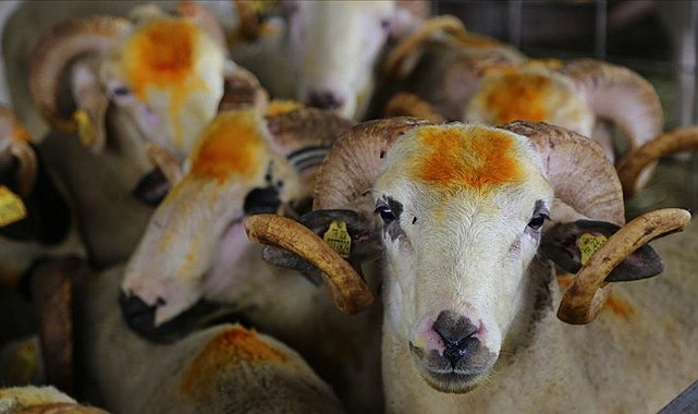 İşte 2025 vekaletle kurban kesim bedelleri