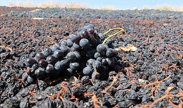 Karaman&#039;da üzüm bağları kara kara düşünüyor