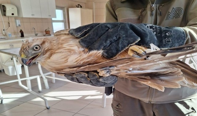 Kırşehir&#039;de vatandaşın yaralı bulduğu kızıl şahin tedaviye alındı