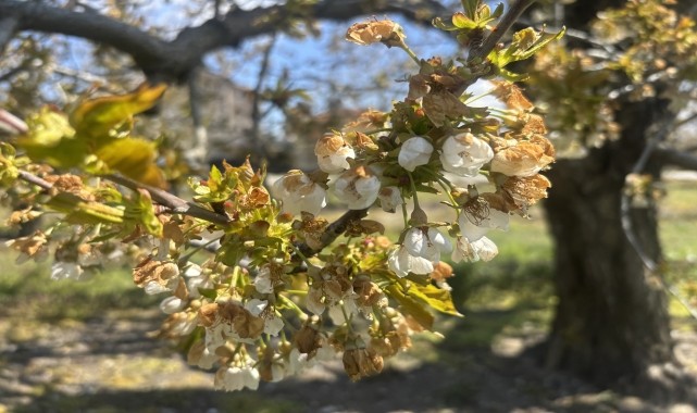 Konya&#039;da zirai don nedeniyle kiraz ağaçları zarar gördü