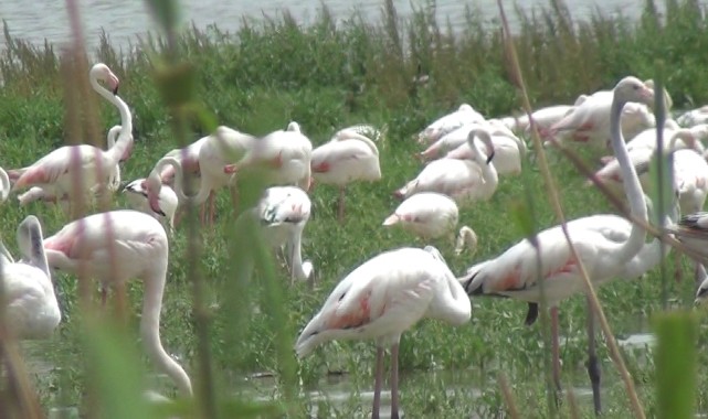 Sarıyar Hasan Polatkan Baraj Gölü kıyısında flamingolar görüntülendi