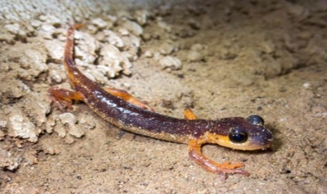 Türkiye&#039;de tescillenen 154 mağarada, 30 memeli türü ve endemik canlılar keşfedildi