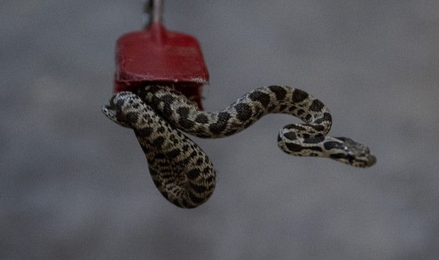 Ankara&#039;da apartman bodrumunda yakalanan yılan doğal ortamına bırakıldı