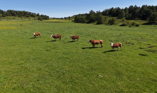 Çankırı&#039;daki Yapraklı Yaylası düğün çiçekleriyle sarıya boyandı