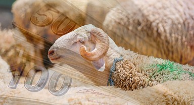 Dar Gelirlilere Kurbanlık Desteği Başladı!  