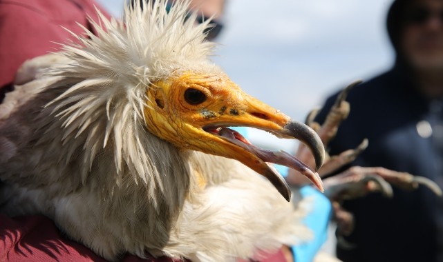 GRAFİKLİ - Çiple takip edilen küçük akbaba 3 yılda 101 bin kilometreden fazla uçtu